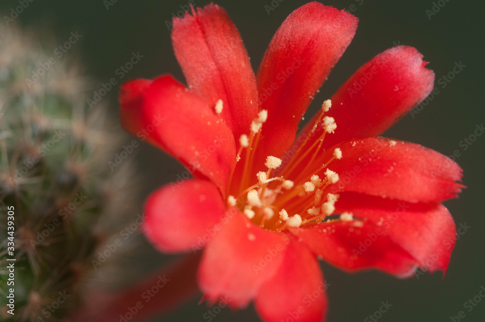 Rebutia minuscula cactus flower
