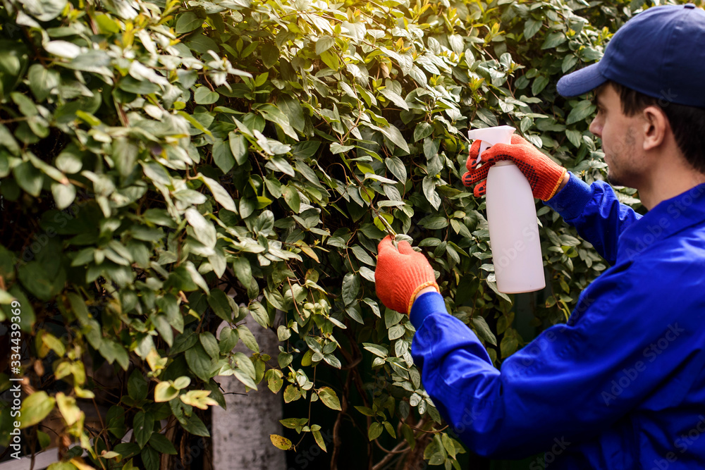 Fototapeta premium Young man gardener in blue overall and protective gloves a working in the garden