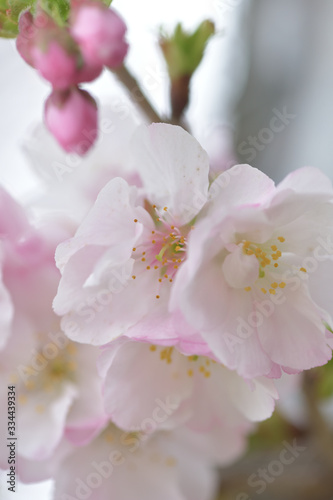 Fototapeta Naklejka Na Ścianę i Meble -  ふんわり優しい春の桜