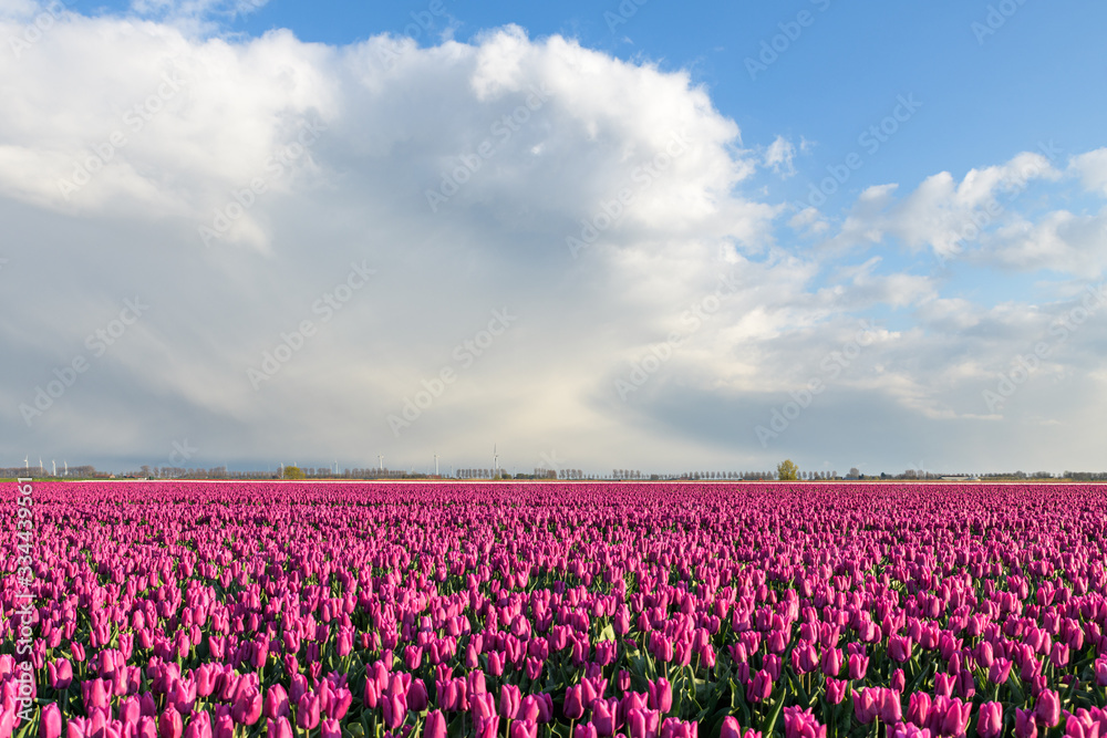 Pink tulips under a beautiful partly clouded sky at Goeree-Overflakkee in Holland