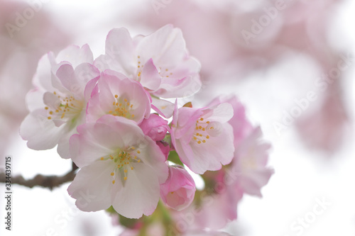 ふんわり優しい春の桜