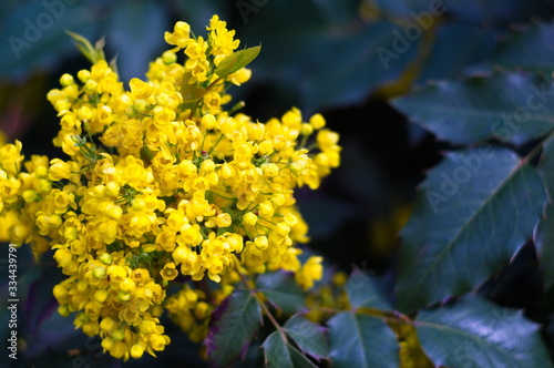 Yellow flowers for screensaver or background. Nature.