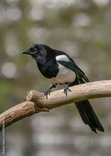 Black-billed Magpie (Pica pica) on a branch.
