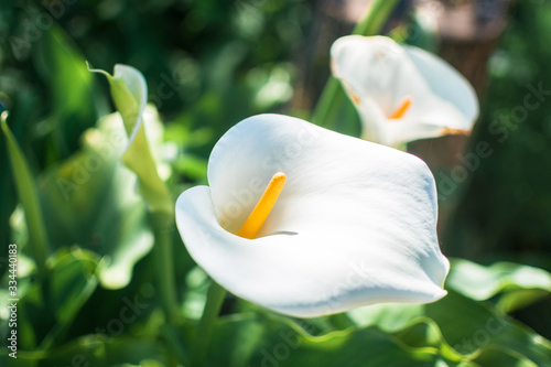 flor calla retrato