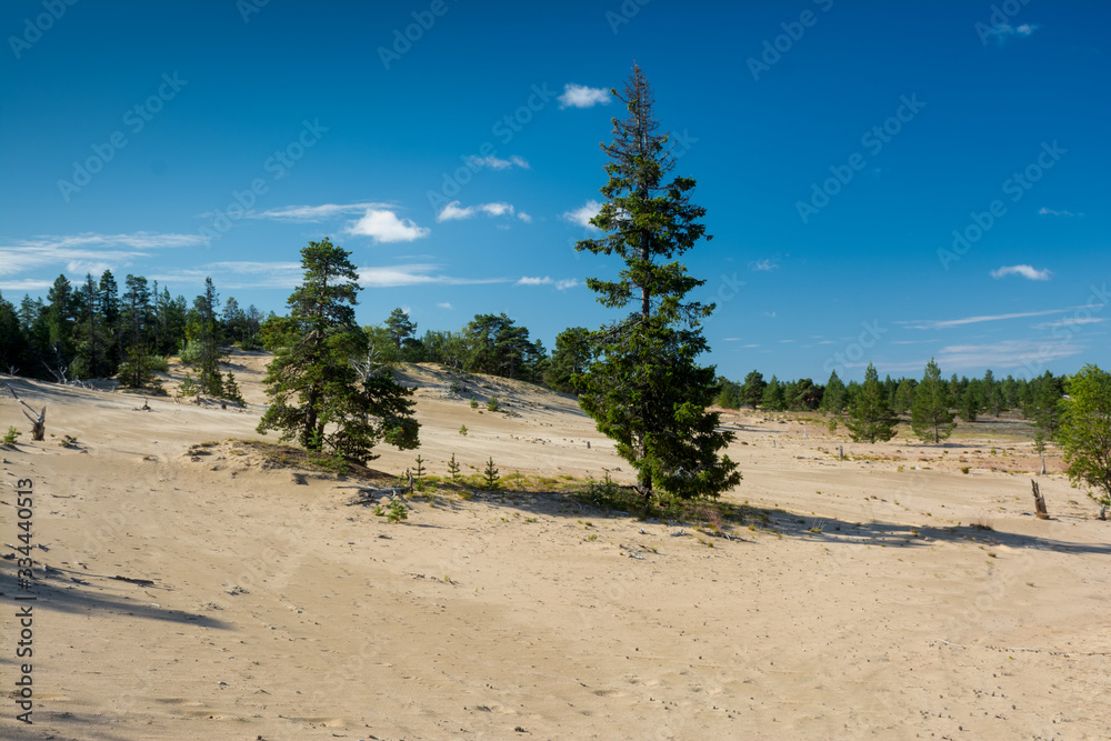 Pines in the sand dunes in the early morning