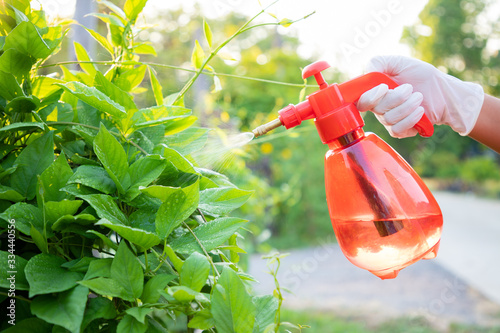 Close up, Hand of the woman wear gloves using bottle spraying mix Bio fertilizer to green vegetables in the farmimg. Maintenance of non-toxic vegetables for eating in the family. In the evening. photo