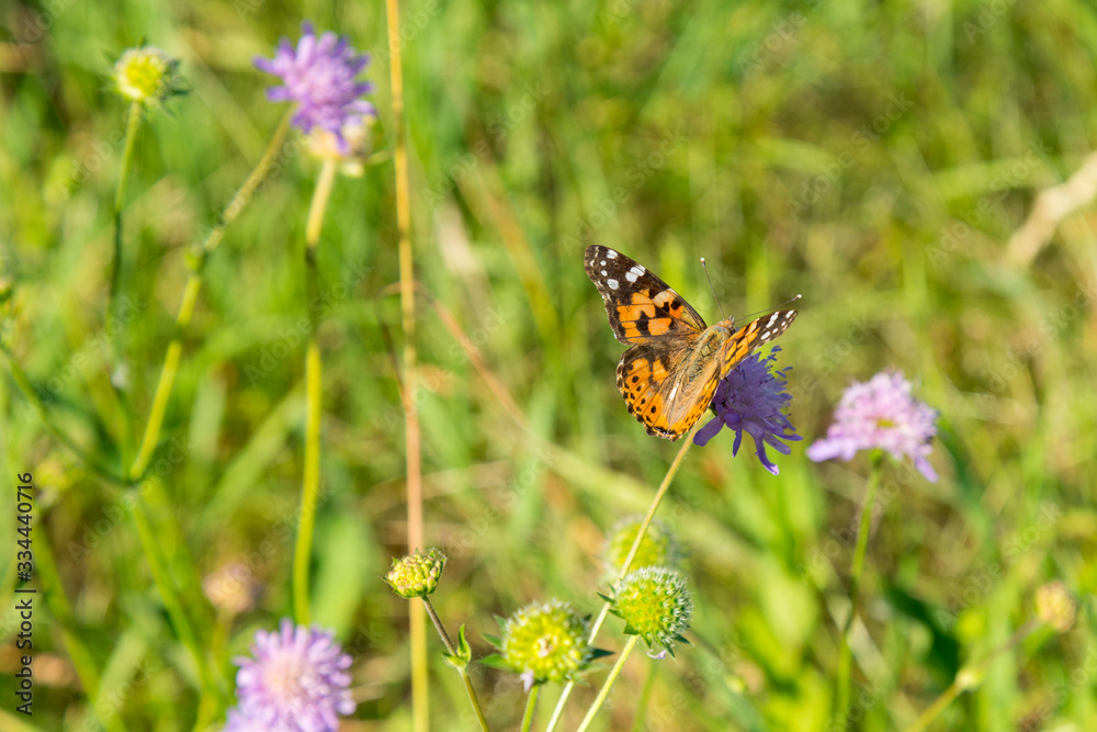 Butterfly on a flower in a field. Butterfly On Grass Field With Warm Light Butterfly on a flower in a field. Butterfly On Grass Field With Warm Light