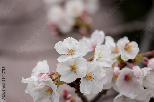 春の綺麗な満開の桜の花 © zheng qiang