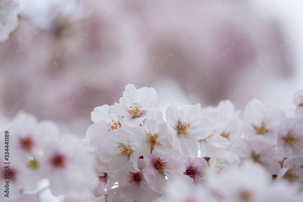 春の綺麗な満開の桜の花 春の綺麗な満開の桜の花