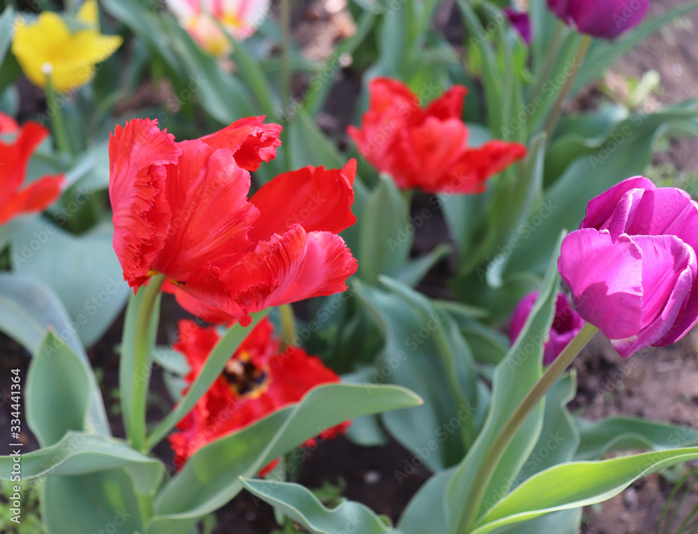 Naklejka premium Tulips in the garden. Shot of tulips in bloom is working correctly with the green background. Spring background.Blooming, spring, flora. Flowers photo concept.