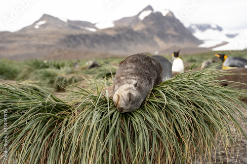 Fur Seal Pup resting, South Georgia photo