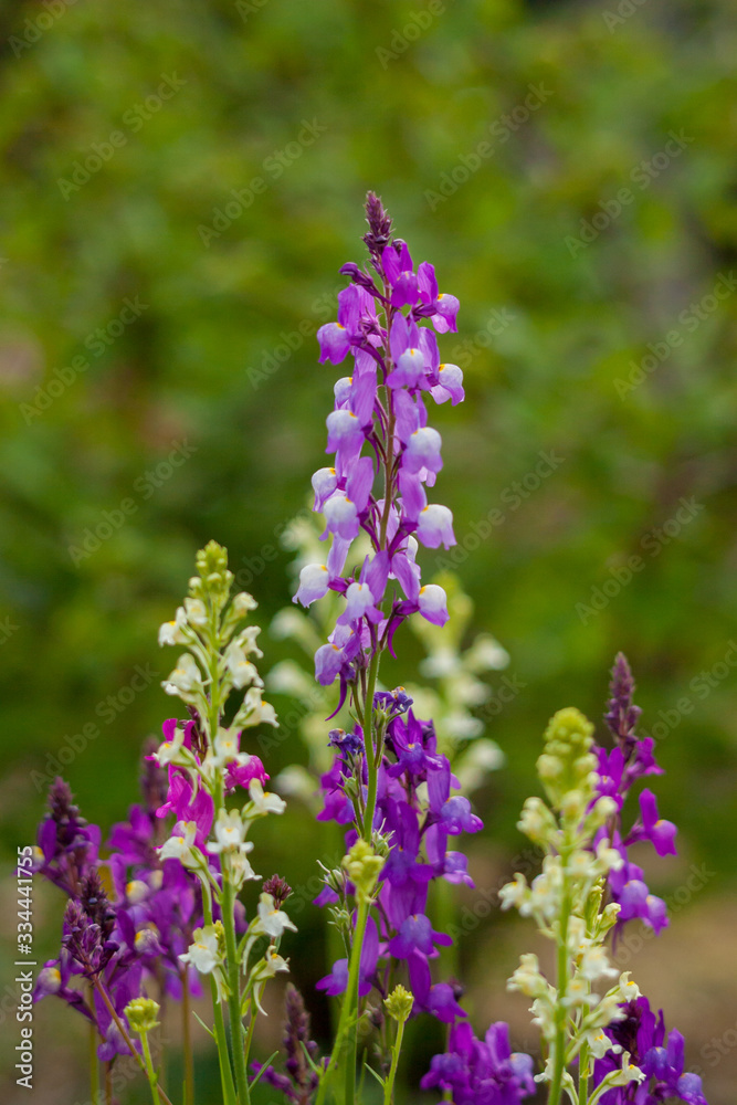 春の満開のルピナスの花 春の満開のルピナスの花
