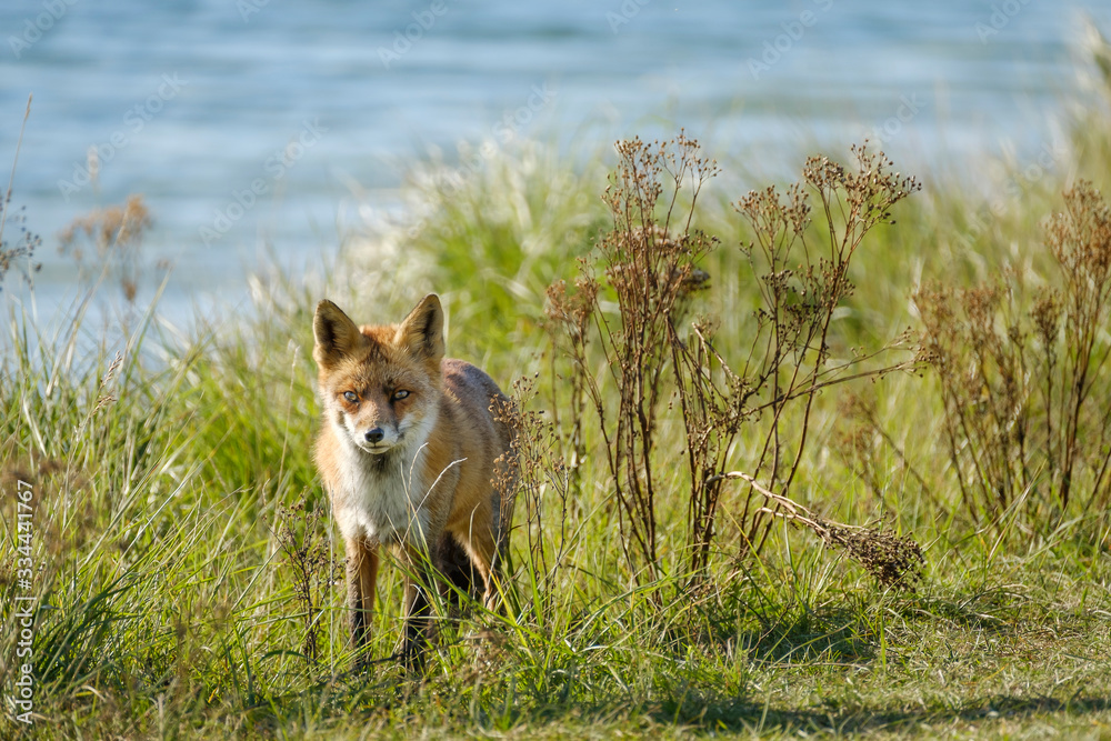 A magnificent wild Red Fox, hunting for food to eat in the long grass, water in background