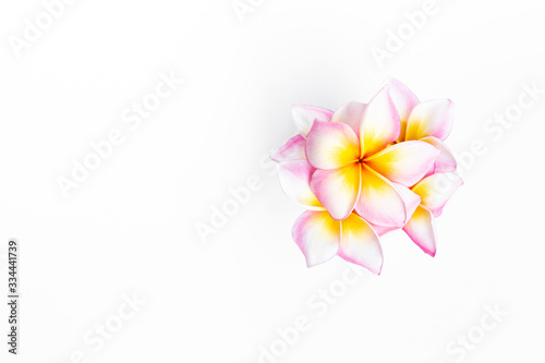 Colorful plumeria flower isolate on white background, flower background, spring season concept
