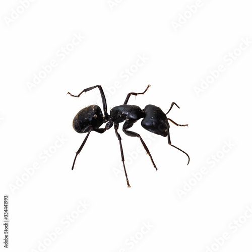 ant isolated on white