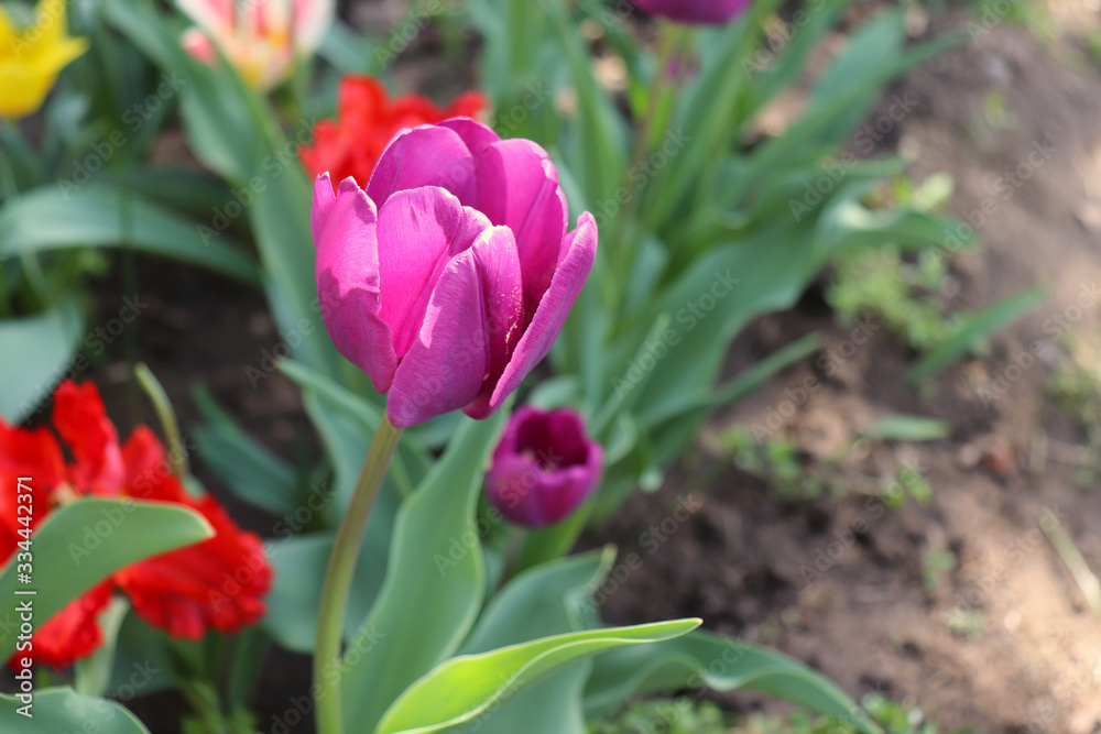 Tulips in the garden. Shot of tulips in bloom is working correctly with the green background. Spring background.Blooming, spring, flora. Flowers photo concept. Tulips in the garden. Shot of tulips in bloom is working correctly with the green background. Spring background.Blooming, spring, flora. Flowers photo concept.