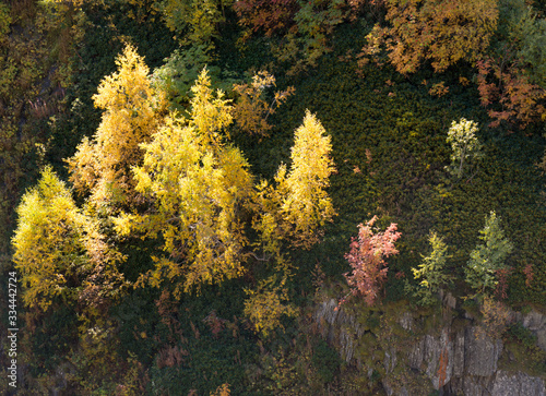 Yellow, autumn trees on the rocks