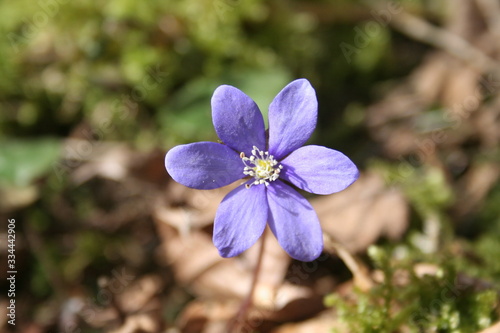 blue flowers on a background