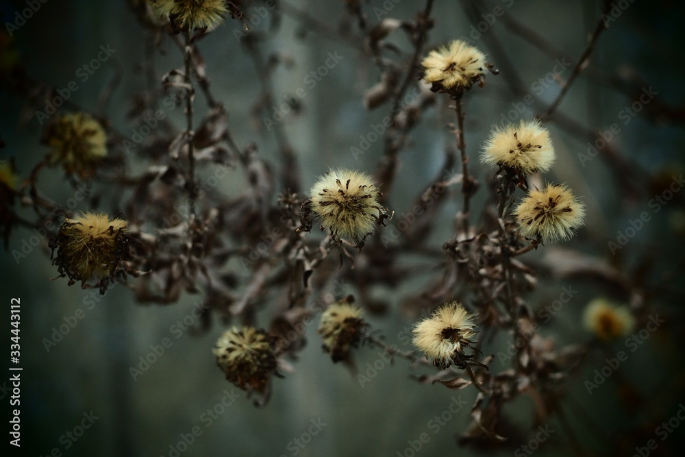 Obraz premium OLYMPUS DIGITAL CAMERA