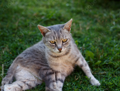 Wallpaper Mural Little kitten lying in green grass in spring Torontodigital.ca