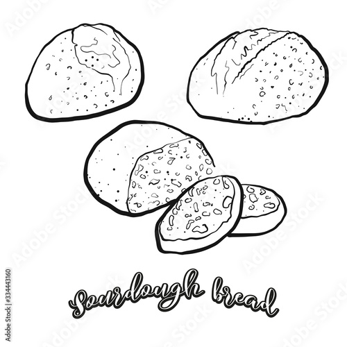 Sourdough bread food sketch separated on white