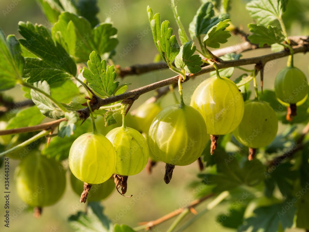 Gooseberry juicy fruit hanging on a branch in sunny day Gooseberry juicy fruit hanging on a branch in sunny day