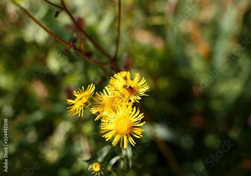Wallpaper Mural yellow dandelion flower close up, macro, spring background Torontodigital.ca