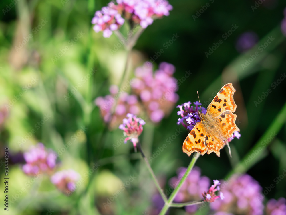 Comma butterfly (Polygonia c-album) sitting on flower Comma butterfly (Polygonia c-album) sitting on flower