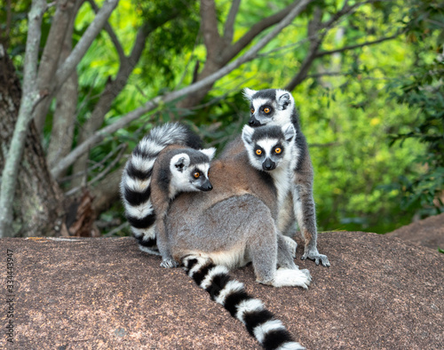 Ring-tailed lemur carrying a young on its back while sitting on a rock in lush green forest at Andonaka, Madagascar.