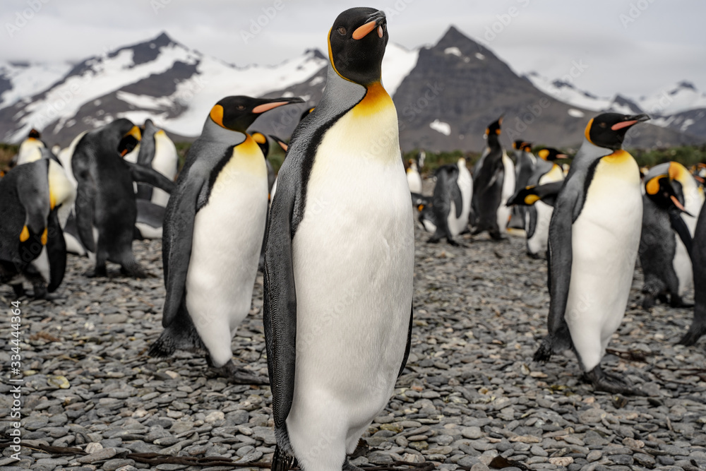 Fototapeta premium penguins in antarctica