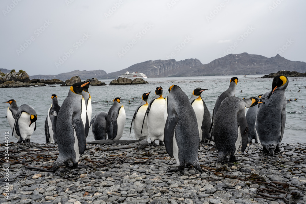Obraz premium group of penguins in antarctica