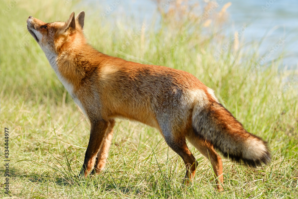 Fototapeta premium A magnificent wild Red Fox, the fox looks up, water in background
