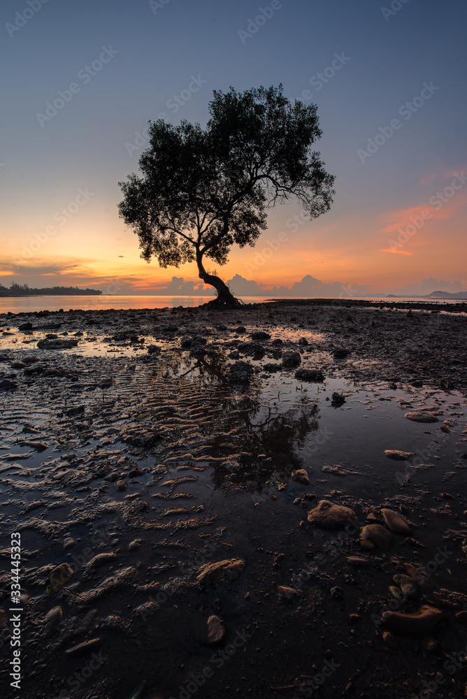 Alone mangrove tree with morning sunrise on the beautiful beach at Chumphon, Thailand Alone mangrove tree with morning sunrise on the beautiful beach at Chumphon, Thailand