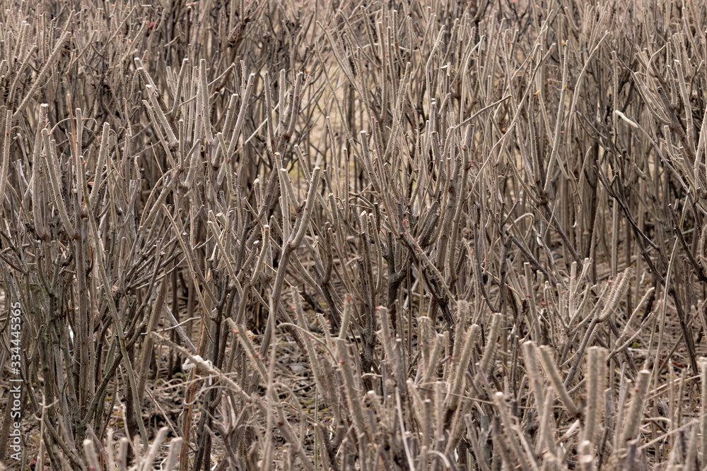 Fototapeta premium prickly bushes of rose hips or roses with cut trunks and branches for better growth in early spring
