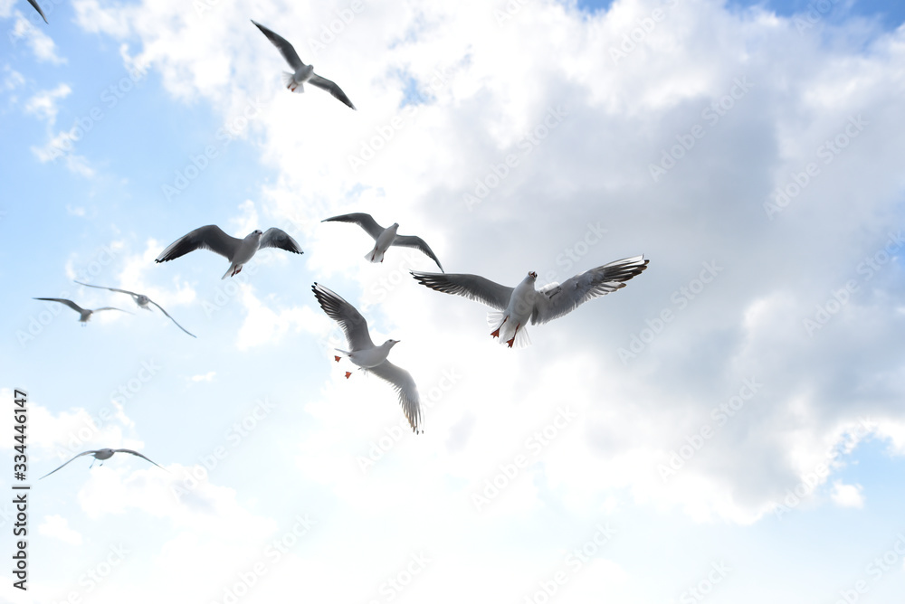 Fototapeta premium mouettes