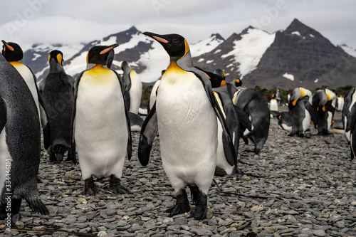 two penguins in antarctica