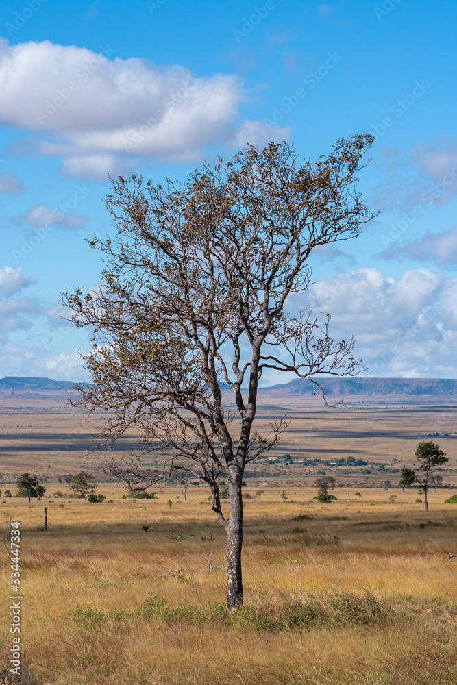 Zombitsy, Madagascar - 09 juni 2019