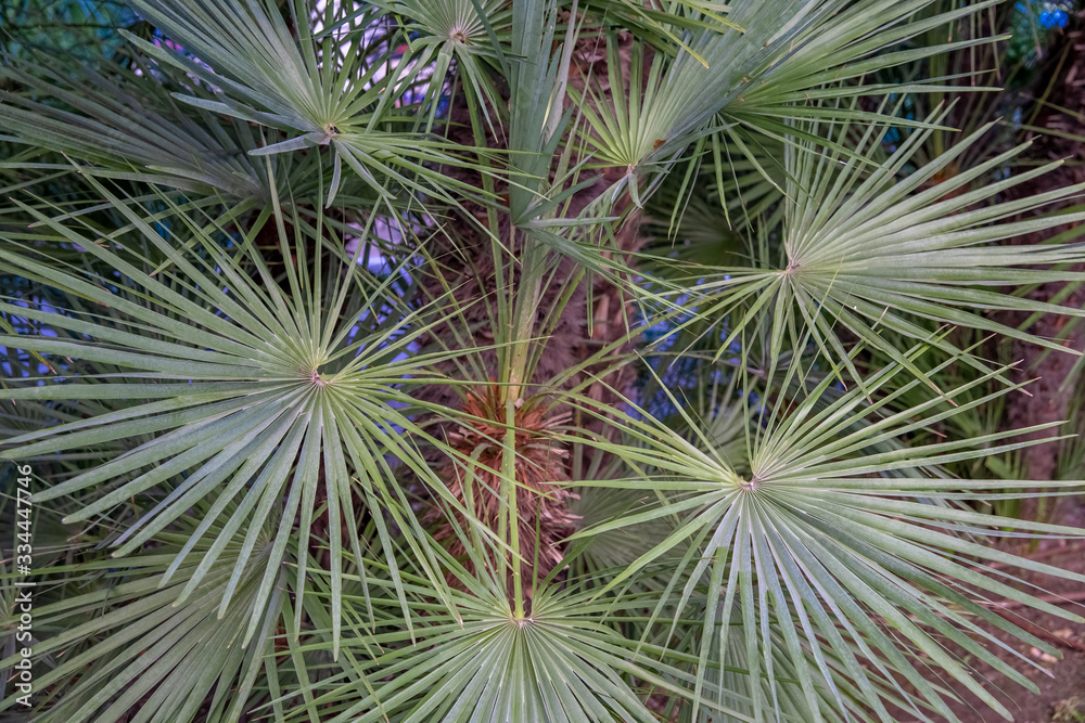 Close up take on green palm leaves Close up take on green palm leaves