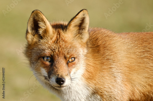 A magnificent wild Red Fox, the fox looks straight into the camera, part of anima © Dasya - Dasya