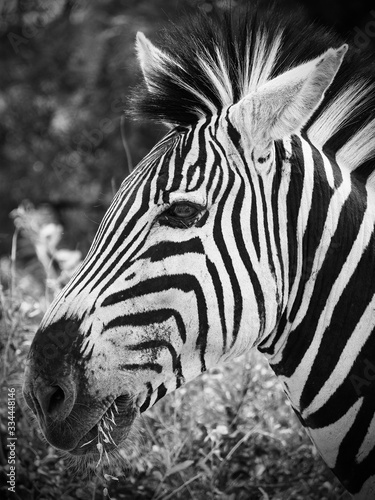 Zebra close up photo