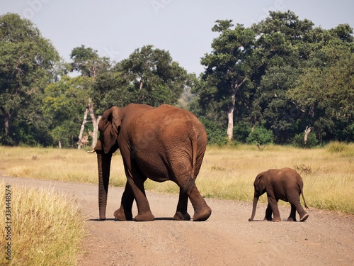 Mom and baby elefant