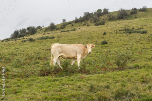 Charolais breed cow on a pasture. Livestock in France. Agricultural grounds. Eco milk and meat. Natural products. Breeding cream Charolese cows. Ecology of life. Cow farm.