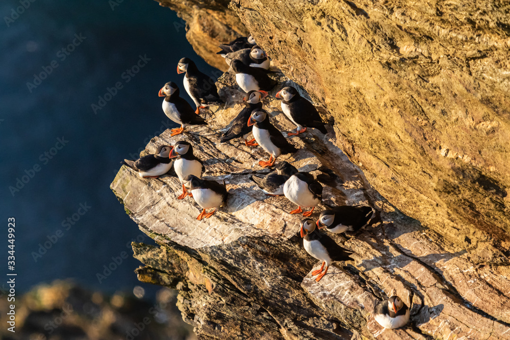 Obraz premium macareux moine