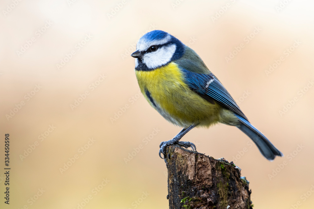 Great tit, Cyanistes caeruleus, perched on a mossy log on a uniform golden background Great tit, Cyanistes caeruleus, perched on a mossy log on a uniform golden background