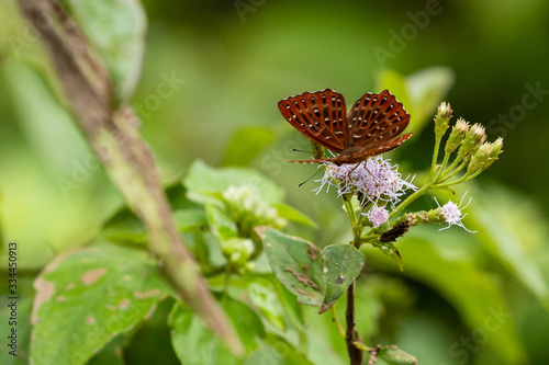 Billede på lærred A punchinello butterfly from vietnam