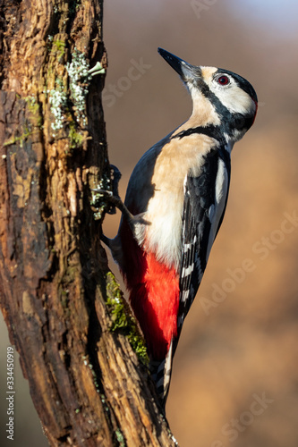 Male Great Spotted Woodpecker, Dendrocopos major, perched on a log covered with moss and lichens on a uniform light background