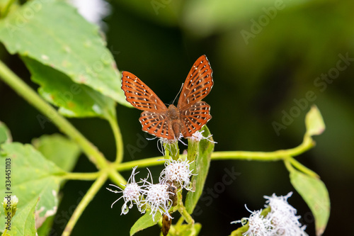 Fotografi A punchinello butterfly from vietnam