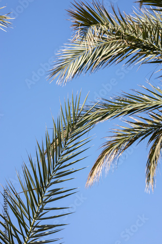 palm tree and blue sky