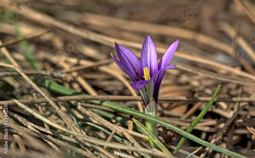 Romulea linaresii, a flowering,  plant in the family Iridaceae, Crete photo