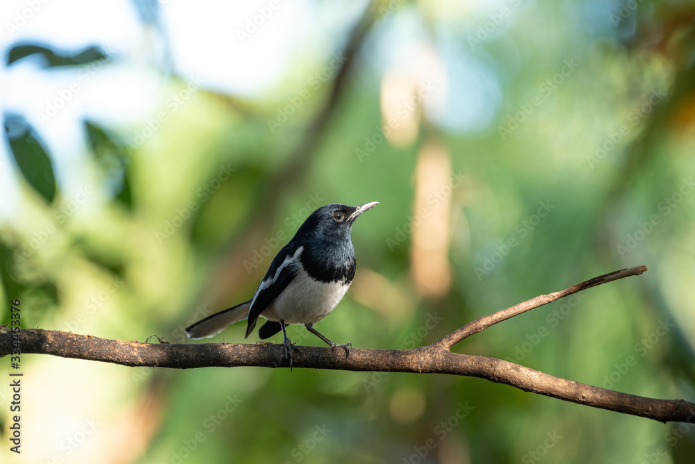 Bird (Oriental magpie-robin) in a nature wild